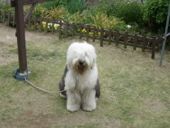 �t�U�P�߂��Ŋu���̖l