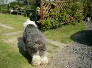 �e�B�A�q�Ǝ��ƍ͔|�̃��Y�x���[