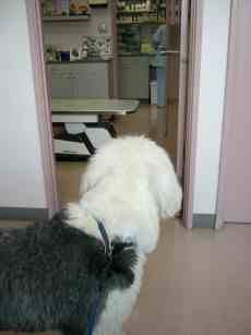 ���ʂ͂ǂ����������ȁ[?�s���Ȗl