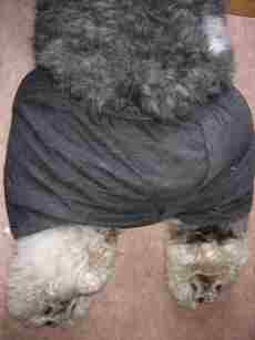 �l�̃p���c�p