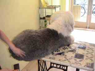 ���������ȃe�B�A�q